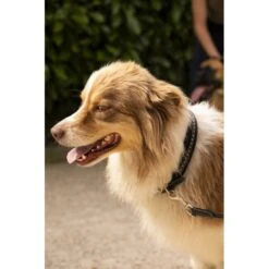 Collier Pour Chien - Noir -Caval’Style Boutique collier pour chien noir 1 3