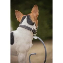 PÉNÉLOPE Collier Pour Chien Olie - Havane -Caval’Style Boutique collier pour chien olie havane 2