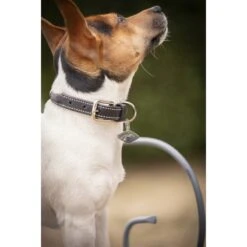 PÉNÉLOPE Collier Pour Chien Olie - Havane -Caval’Style Boutique collier pour chien olie havane 3