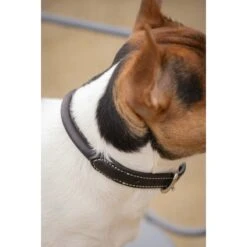 PÉNÉLOPE Collier Pour Chien Olie - Havane -Caval’Style Boutique collier pour chien olie havane 4