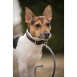 PÉNÉLOPE Collier Pour Chien Olie - Havane -Caval’Style Boutique collier pour chien olie havane 5