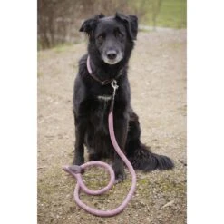PÉNÉLOPE Laisse Pour Chien Billie - Rose