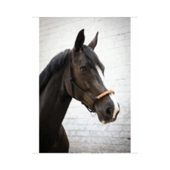 Licol éthologique Américain - Noir