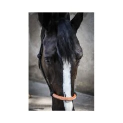 Licol éthologique Américain - Noir 5 Licol éthologique Américain - Noir -Caval’Style Boutique licol ethologique americain noir 1 1