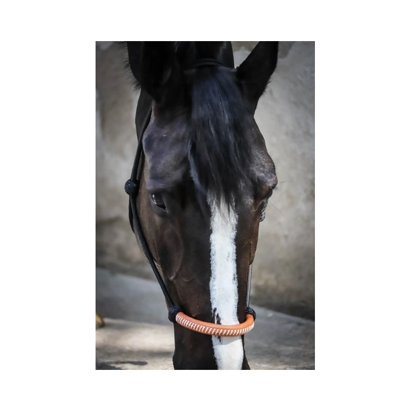 Licol éthologique Américain - Noir 3 Licol éthologique Américain - Noir – Image 3