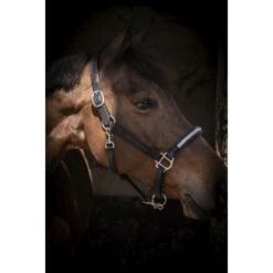 PÉNÉLOPE Licol Harmonie - Noir