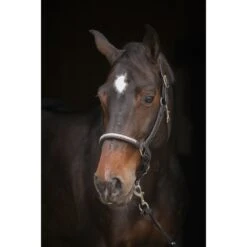 PÉNÉLOPE Licol Harmonie - Noir -Caval’Style Boutique licol harmonie noir 6