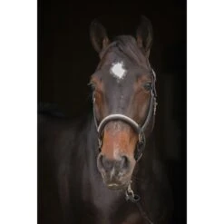 PÉNÉLOPE Licol Harmonie - Noir -Caval’Style Boutique licol harmonie noir 9