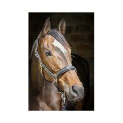 PÉNÉLOPE Licol Point Sellier - Noir